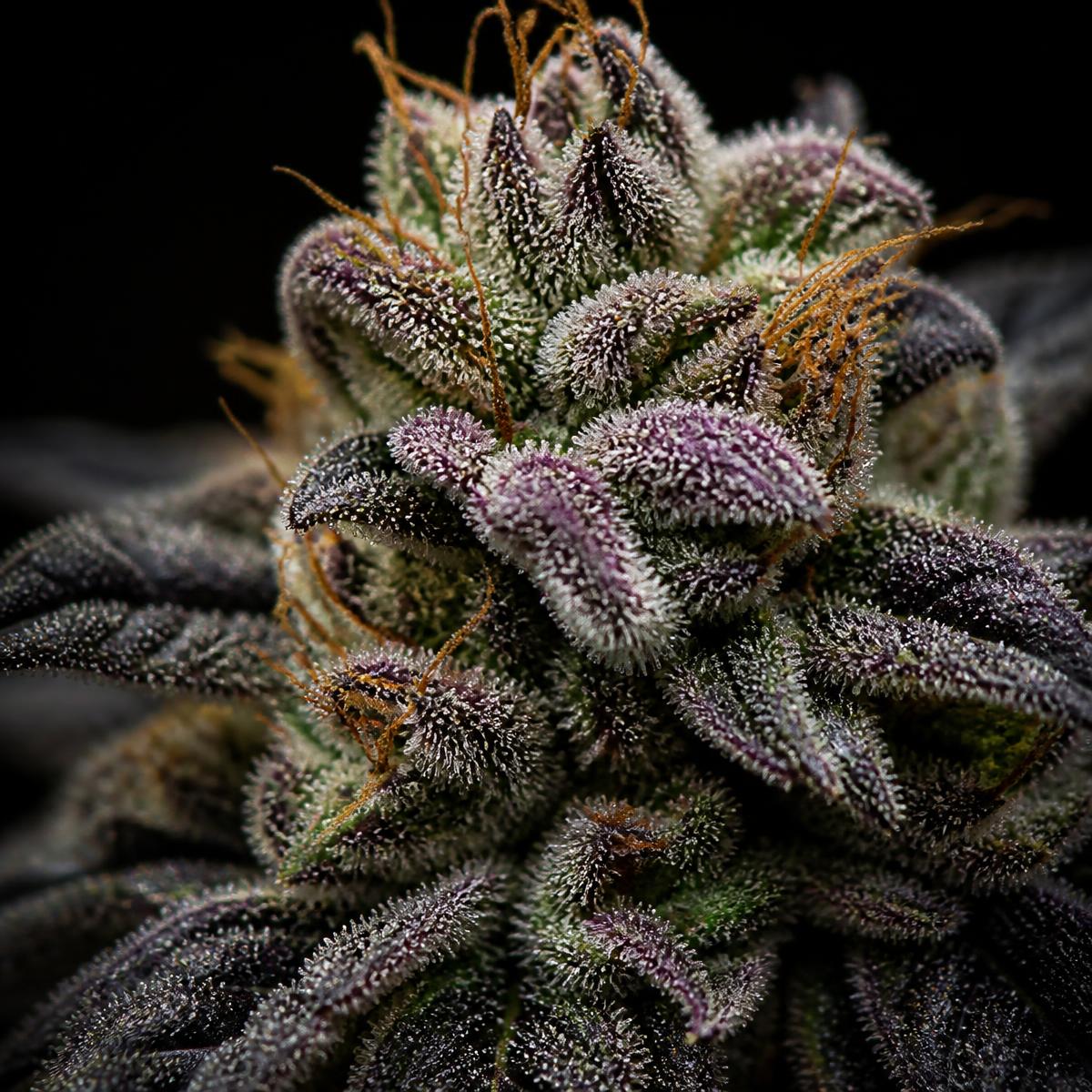 Macro close-up of a frosty cannabis flower covered in trichomes
