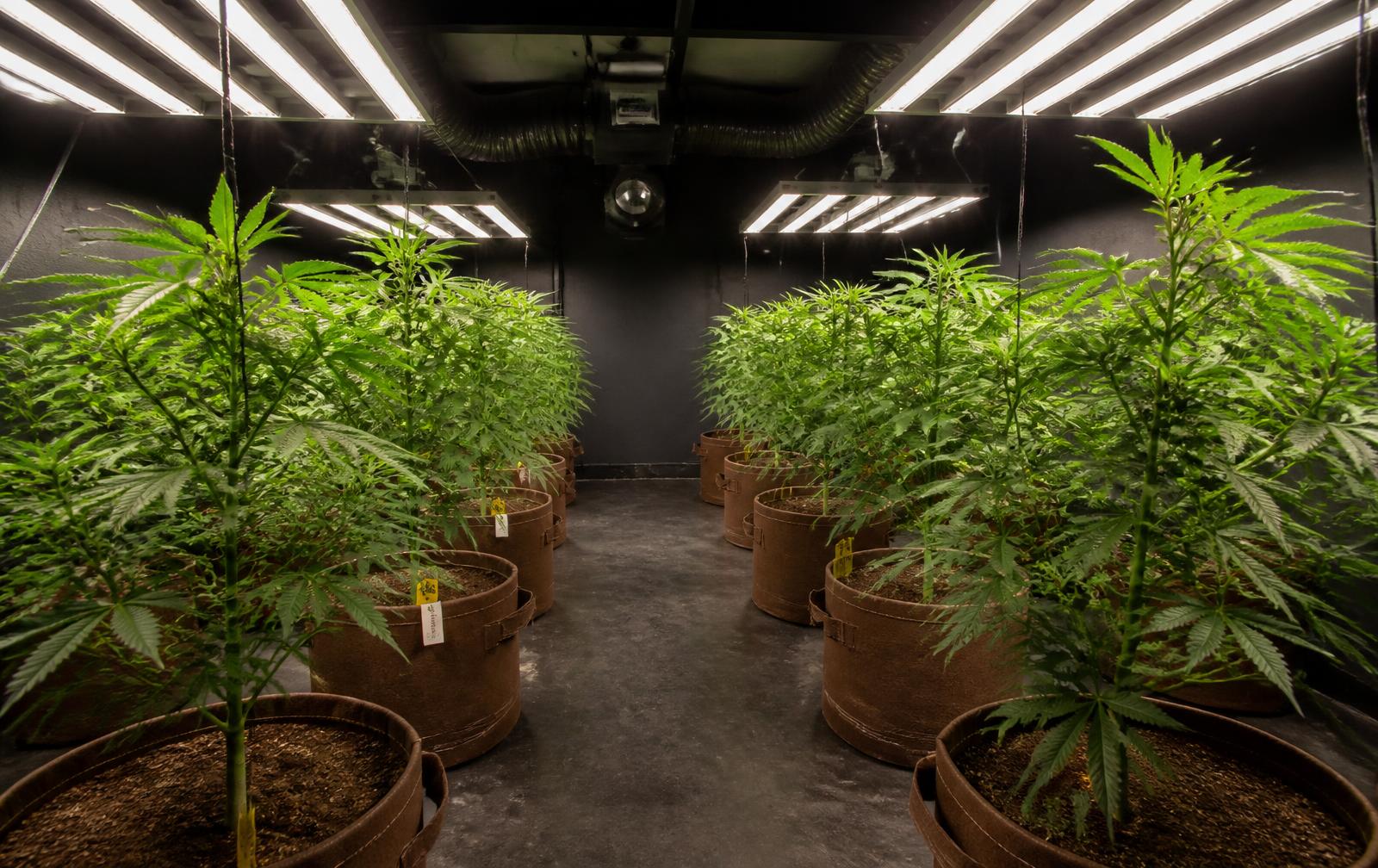 Grow room with rows of cannabis plants in fabric pots under grow lights