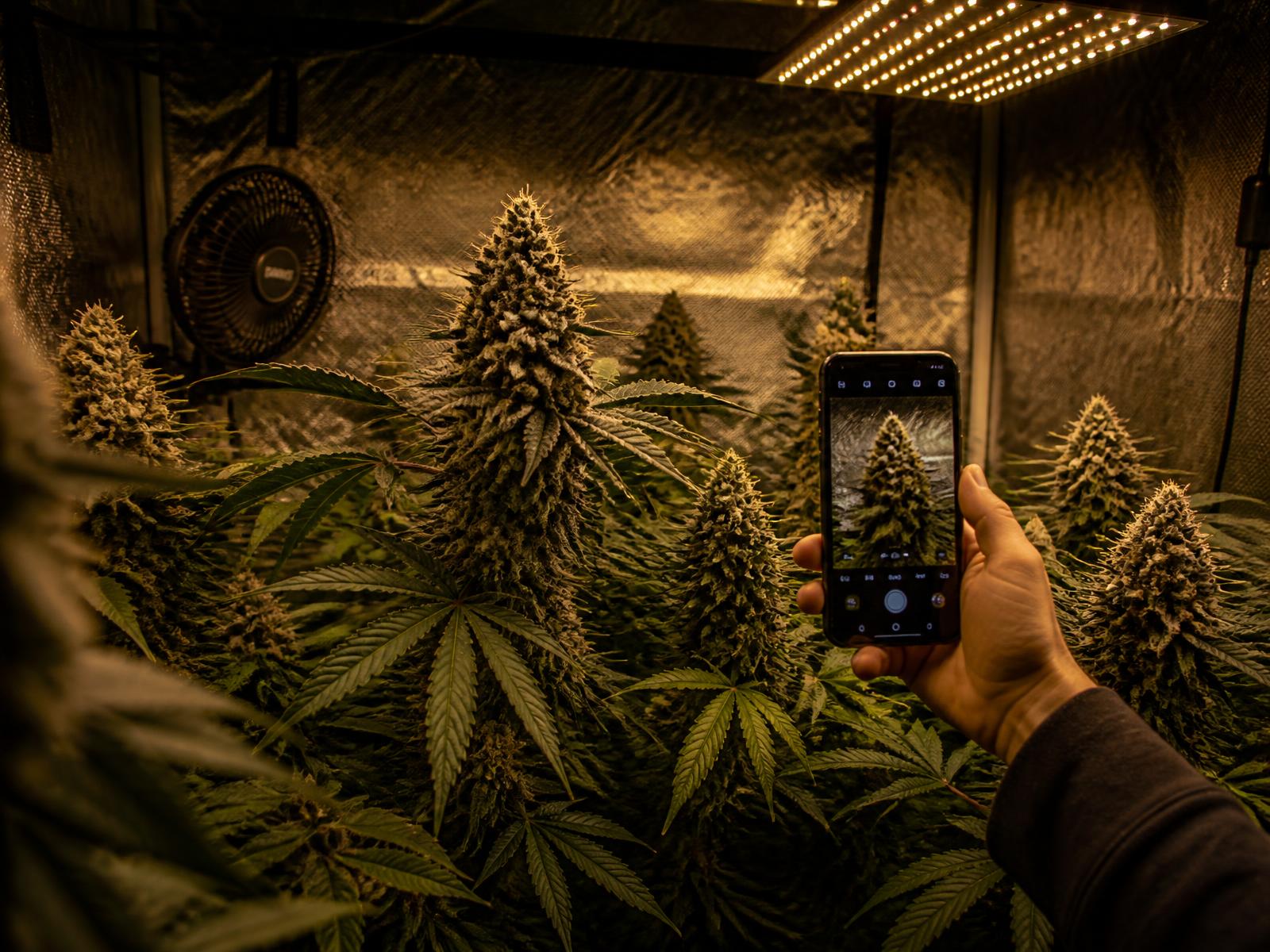 Grower photographing a flowering cannabis plant inside a grow tent